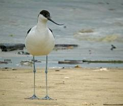 Avocet standing on sand in front of the sea