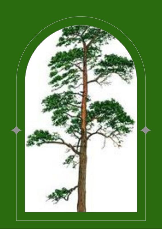 A typical Scots pine, a very high tree with sporadic branches growing randomly from the trunk.