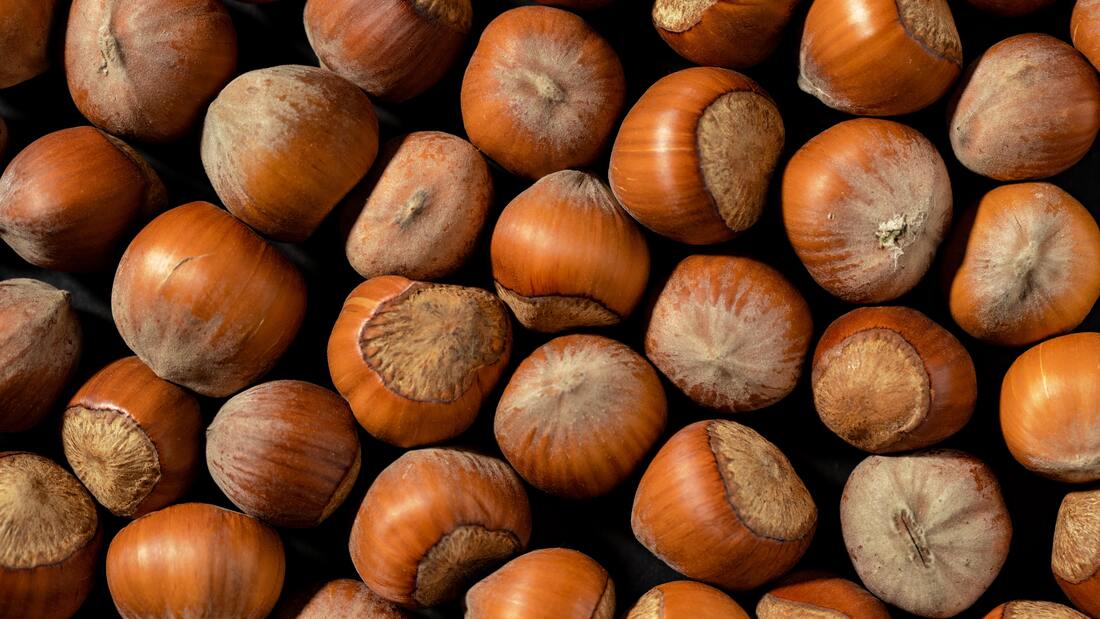 Hazelnuts in abundance, a large collection of hazelnuts.  Photo by Mikhail Nilov from Pexels