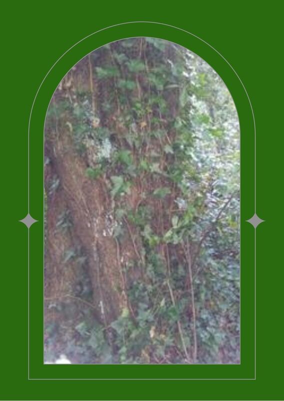 Ivy Growing up a tree from the forest floor seen through a green arched window