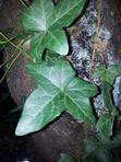 Ivy leaf, against the bark of a tree.