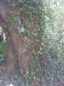 Ivy Growing up a tree from the forest floor