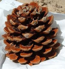 A very large Pine Cone, probably Sequoia, it has opened up and is ready to let its seeds go. Many shades of brown.