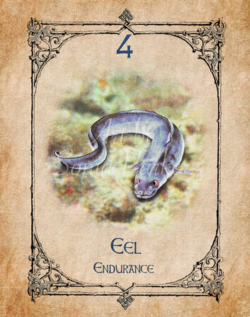 Eel, a card from the animal spirit oracle deck. The Spiritual Centre