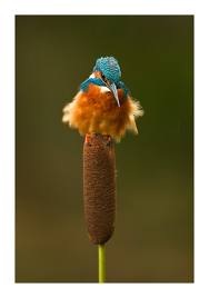Kingfisher standing on a reed studying the movement below.