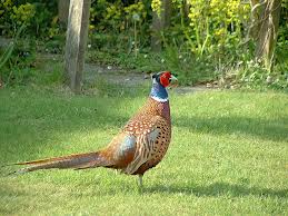 Pheasant standing on a lawn in full colour, brown, red and blue feathers on display