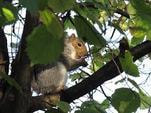 Squirrel sitting high in a beech tree hidden by the thick foliage as he eats his lunch