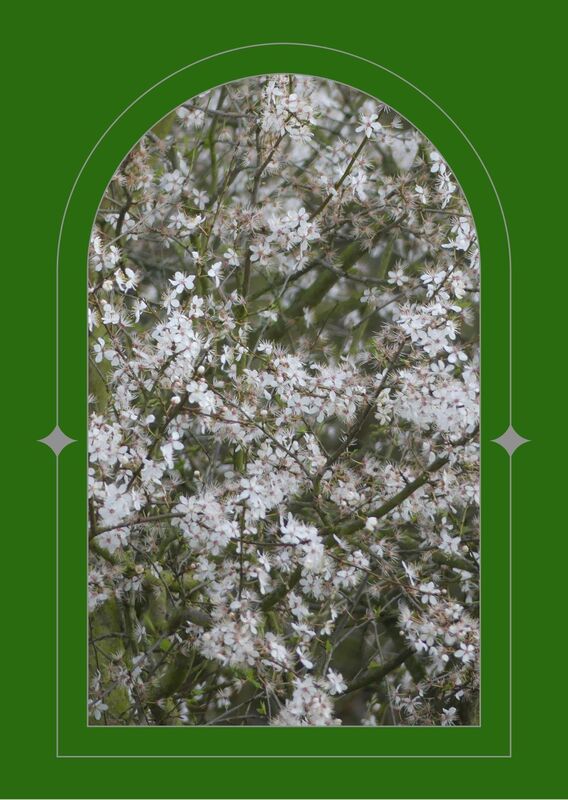 Blackthorn bush in full bloom, a wonderful array of white flowers covering the whole of the hedgerow, seen through a green arched window