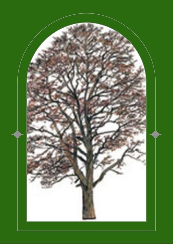 Alder tree in winter sillouhette against a white background seen through a green arched window