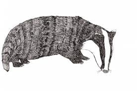 A hand drawn etching of a Badger
