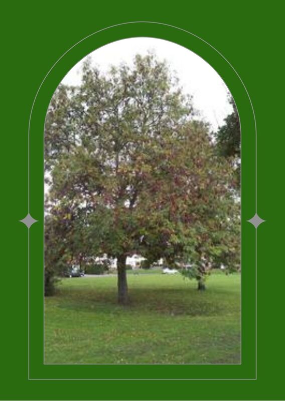 Ash Tree, Nuin, Looking through a green arched window