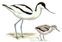 an image of and adult and Avocet chic looking for food
