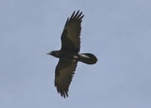 Raven flying above against a grey sky, the five flight feathers cleary displayed