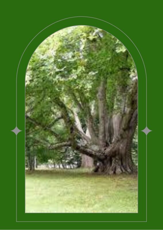 Ancient Beech Tree, very, very large tree at the height of summer. A number of trunks providing a very large canopy seen through a green arched window.