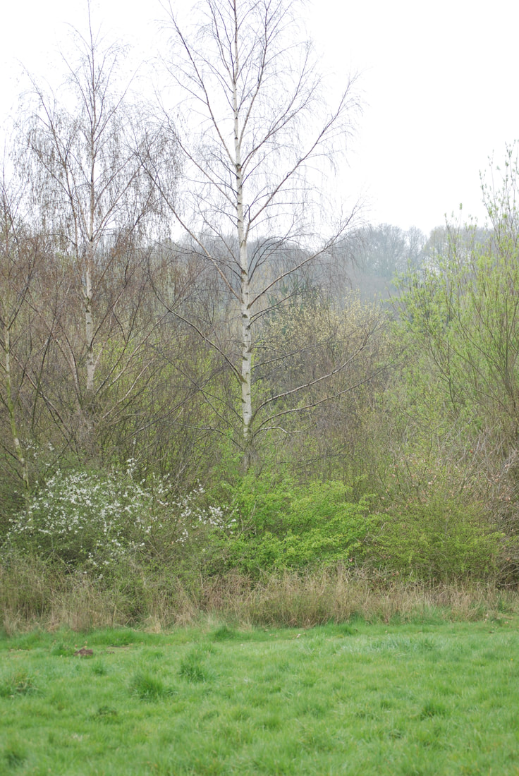 Silver Birch tree in Spring at the edge of the forest