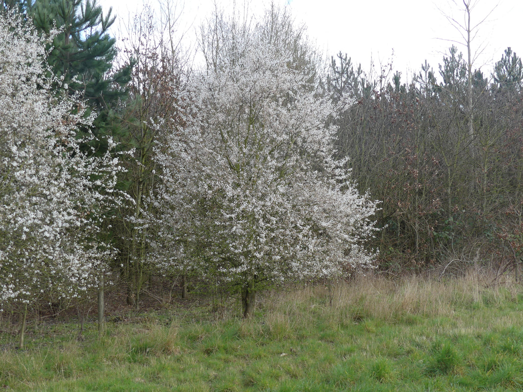 Blackthorn tree perfectly shaped like a giant cone, covered in flower.