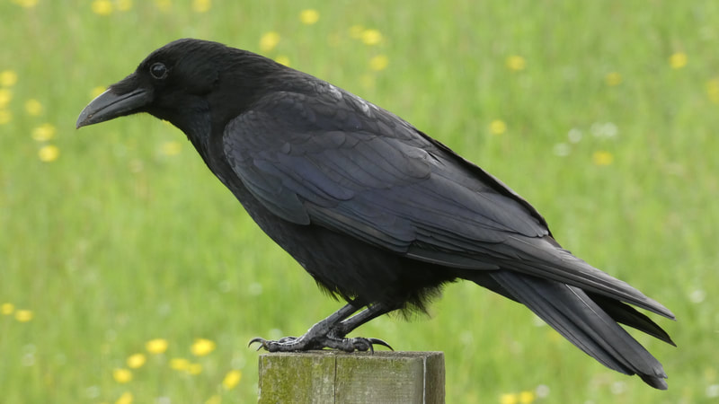 Image of a Crow