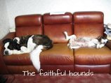Dogs asleep on Sofa, a Saint Bernard, English Springer Spaniel asleep on opposite ends of a red sofa.
