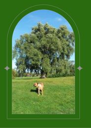 Willow tree at the top of the hill, a dog standing in the meadow in front of the willow tree seen through a green arched window