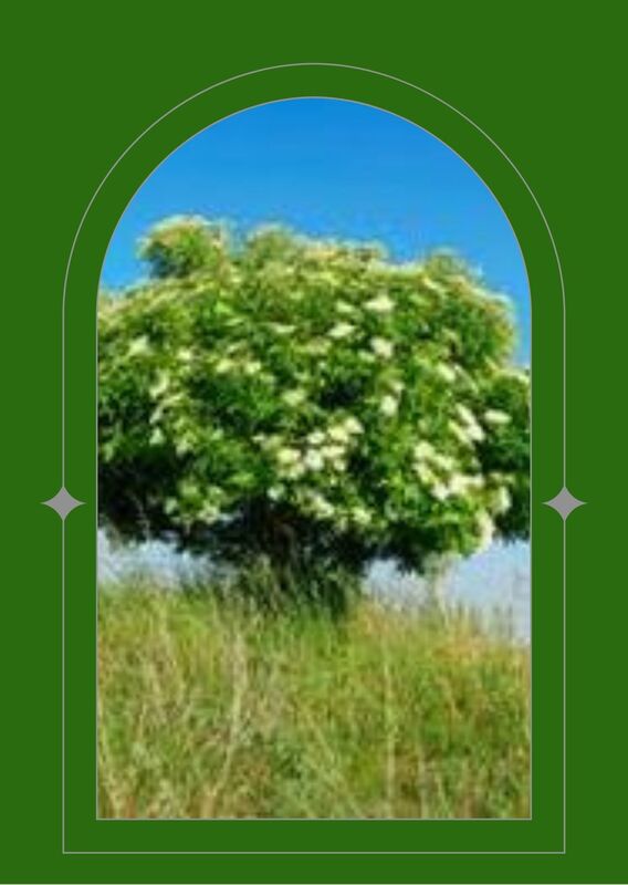 Elder Tree in full bloom on a beautiful summers day, long grass, blue sky seen through a green arched window.