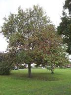Image of an Ash tree settling down to embrace autumn