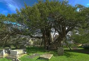 Image of an Ancient Yew Tree in a grave yard protecting the graves.