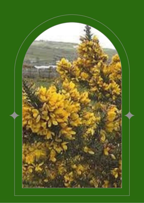 Furze, Gorse is a bright yellow flower surrounded by greenery with long sharp thorns. Seen through a green arched window.