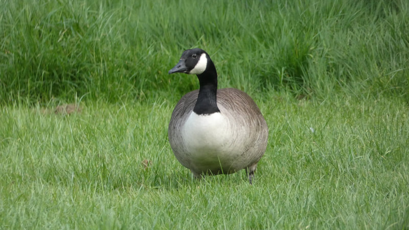 A fat happy goose waddling around in the long grass meadow