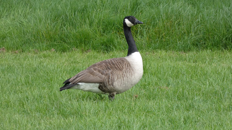 A fat goose waddling around trying to lay an egg