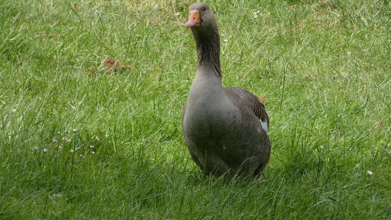 Goose in a meadow sitting on her eggs like a proud mother goose