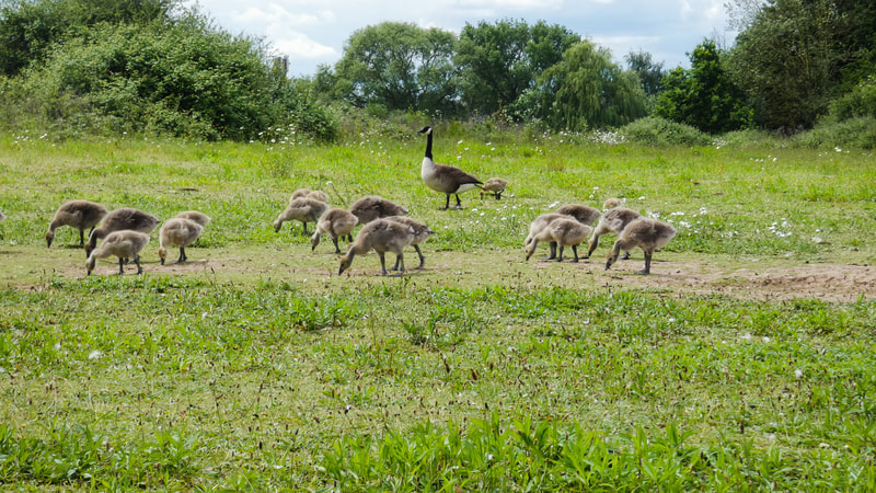 goslings-very-young-and-out-for-a-walk with mother goose in the background