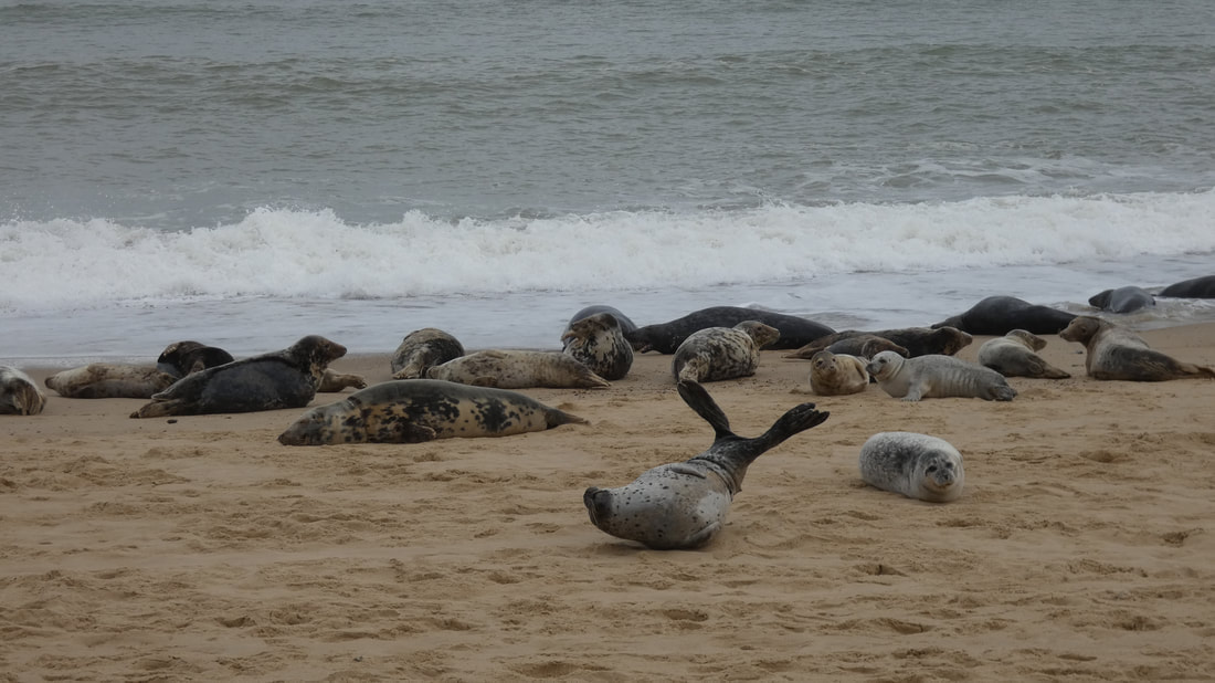 grey-seal-surrendering-to-having-eaten-wayyy-to-much-on-a-beach-in-england