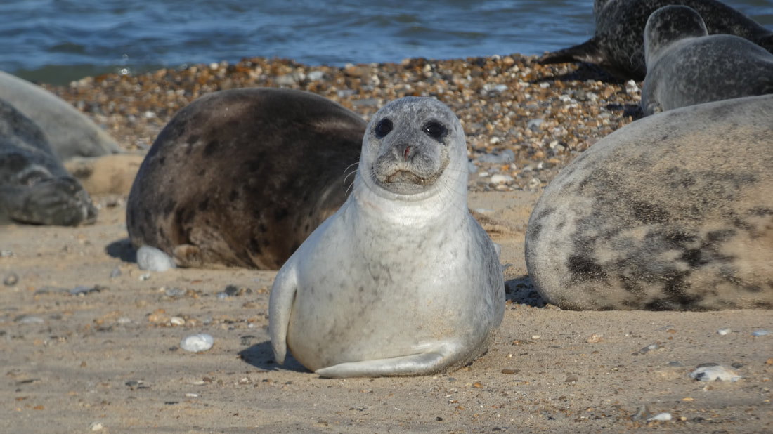 grey-seal-with-big-grin-and-deep-soulful-eyes-enjoying-a-summers-day-in-england