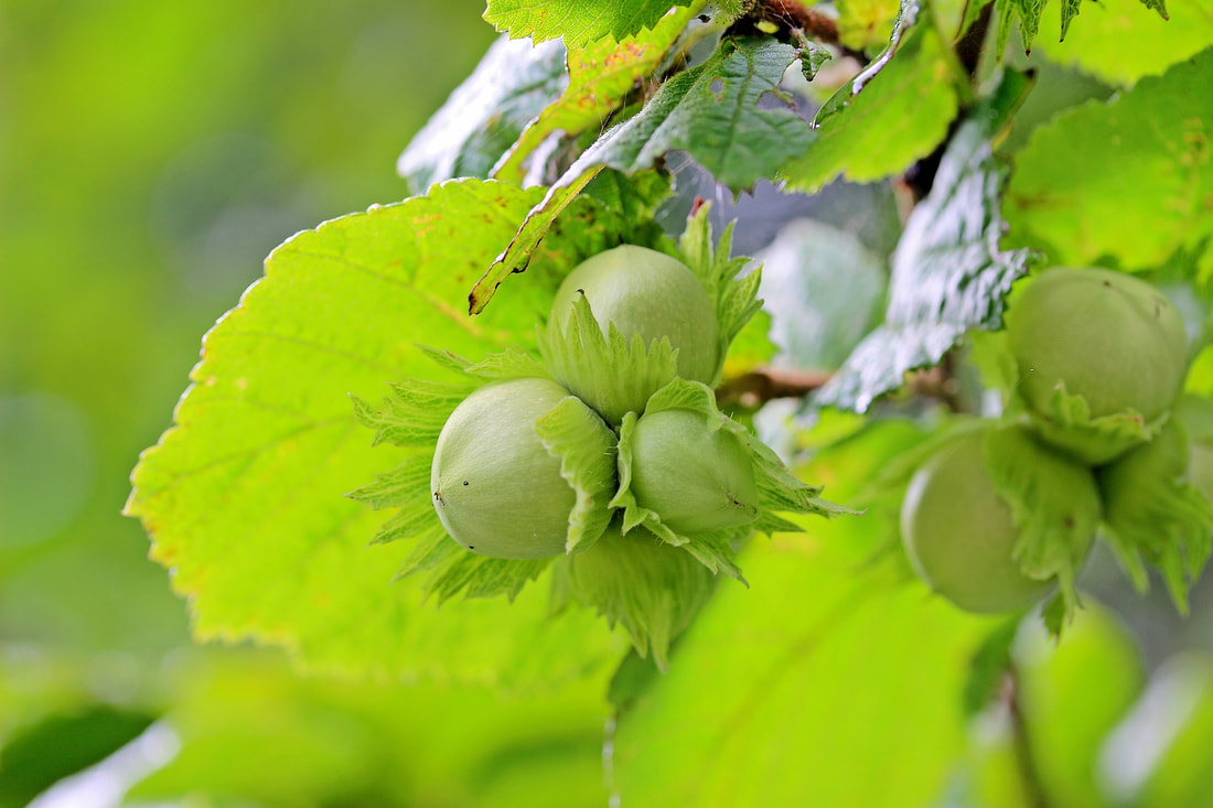 Hazelnut seed, bright green seeds still in the cusp, surrounded by equally bright green leaves.  https://pixabay.com/users/myriams-fotos-1627417/