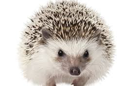 Alt text: Image of a hedgehog.