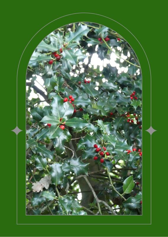 A beautiful branch of Holly, Leaves are rich green and laden with full, ripe, red berries