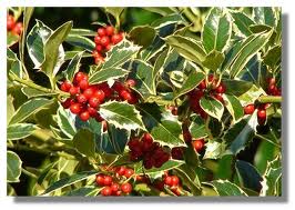 Holly tree in full leaf with berries, it has a beautiful variegated leaf.