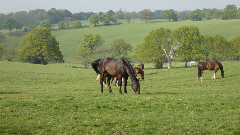 Image of horses in a fild on a summers day