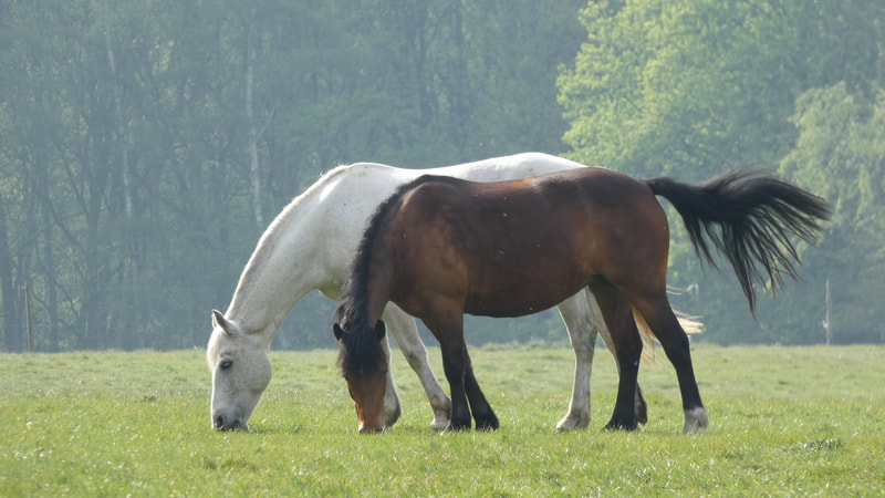 Image of horses in a field.