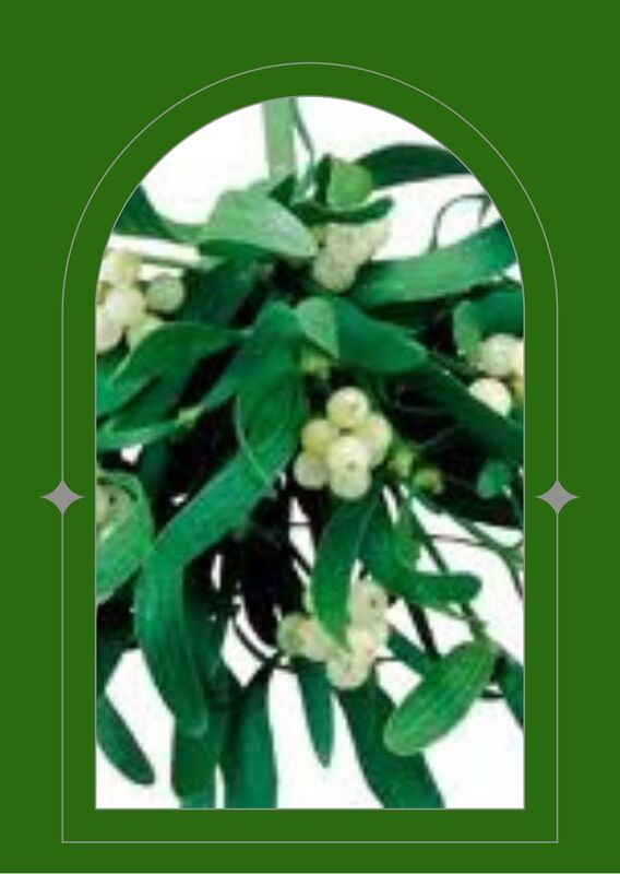 Sprig of mistletoe, clusters of white berries in leaves, seen through a green arched window