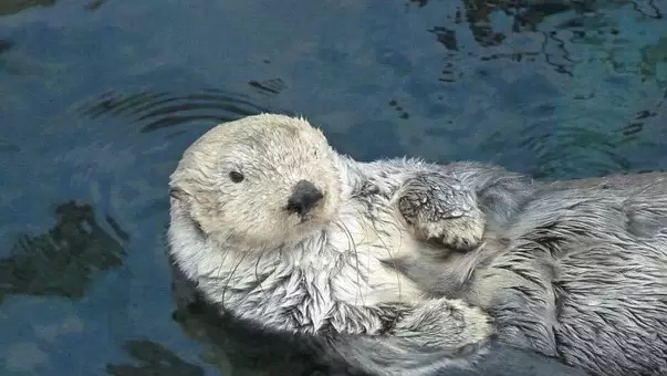 Image of an Otter.