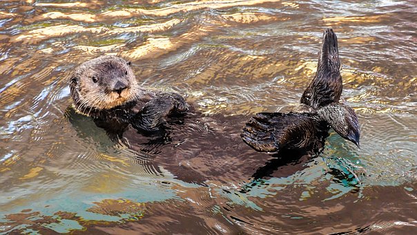 Image of an Otter.