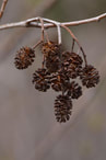 Alder tree cones, ready to drop after a harsh winter.