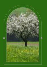 Apple tree half way down the meadow on a bright spring morning covered in blossom flowers. seen through a green arched window