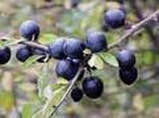 Blackthorn Berries or sloes, a single cluster od ripe berries witing to flavour a nice Gin.