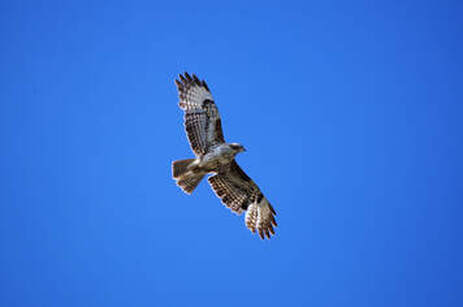 Buzzard gliding on the warm currents in a clear blue sky enjoying the day