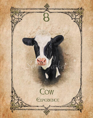 Cow, Animal Spirit Guide, Oracle Card, Cow number 8 of the Earth set. Cows head is traditional black and white, she has a deep motherly look as she looks into your soul. Deep black knowing eyes looking straight at you.