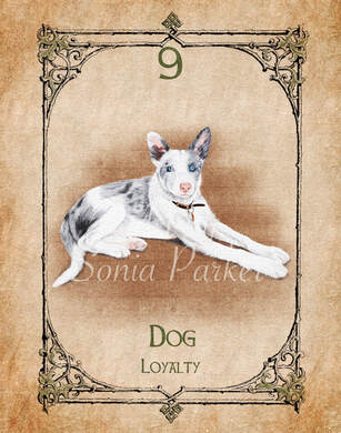Dog, Animal Spirit Guide, Oracle Card, Dog number 9 of the Earth set. Mr Tom Jones is a 4 month old blue Merle Welsh Sheepdog owned by Bruce Clifton