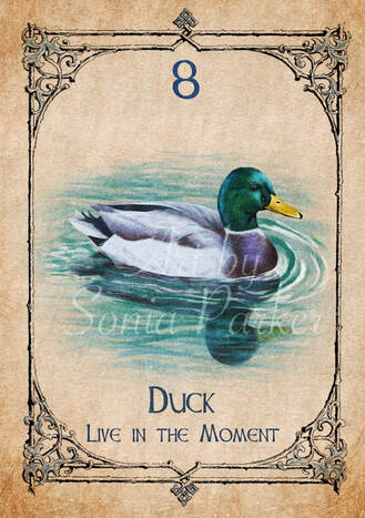 duck, a card from the animal spirit oracle deck. The Spiritual Centre