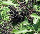 Purple Elderberries ready for picking, rich green leaves providing the background.